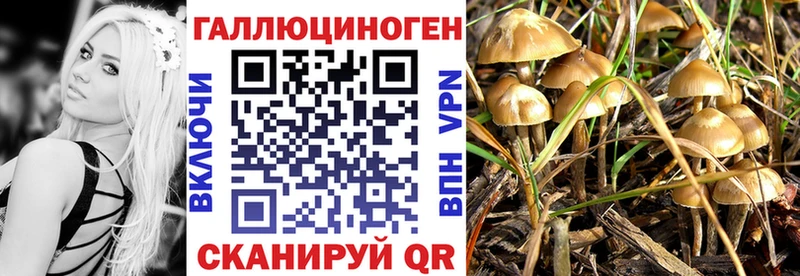 Галлюциногенные грибы Psilocybine cubensis  что такое   Жигулёвск 